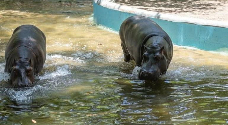 Moto Moto, hipopótamo macho de tres años del Zoológico de Culiacán