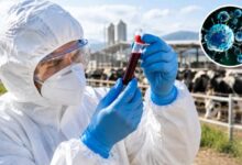 Mosquito relacionado con la posible transmisión del virus Shamonda
