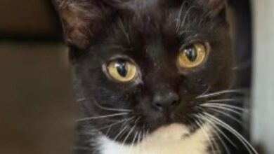 Gato bajo resguardo ante la suspensión de adopciones de DABA durante octubre