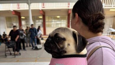 Jornada de esterilizaciones gratuitas para mascotas en Ciudad Juárez