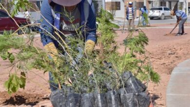 Trabajos de reforestación en parques de Cerrada del Álamo II en Ciudad Juárez