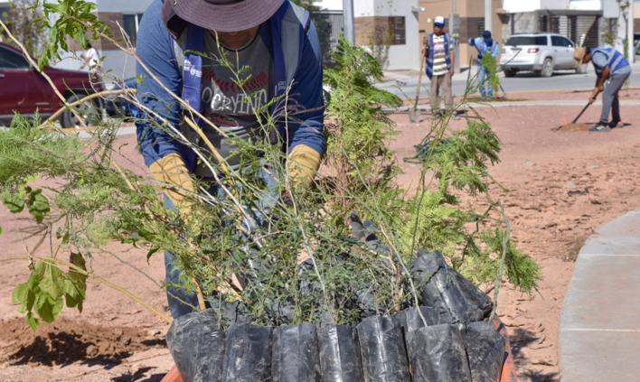 Trabajos de reforestación en parques de Cerrada del Álamo II en Ciudad Juárez