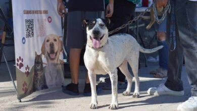 Personal de DABA durante una jornada de atención y bienestar animal en Ciudad Juárez