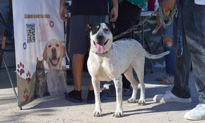 Personal de DABA durante una jornada de atención y bienestar animal en Ciudad Juárez