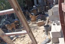 Perrita mestiza relacionada con un caso de maltrato animal investigado en Ciudad Juárez