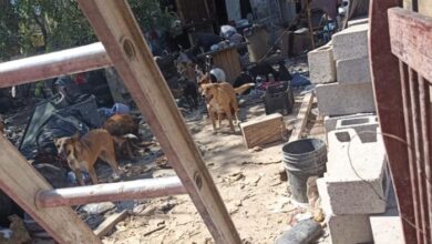 Perrita mestiza relacionada con un caso de maltrato animal investigado en Ciudad Juárez