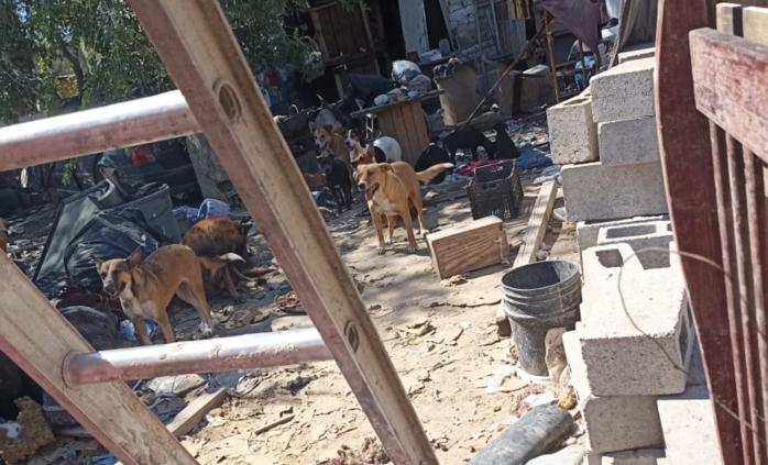 Perrita mestiza relacionada con un caso de maltrato animal investigado en Ciudad Juárez
