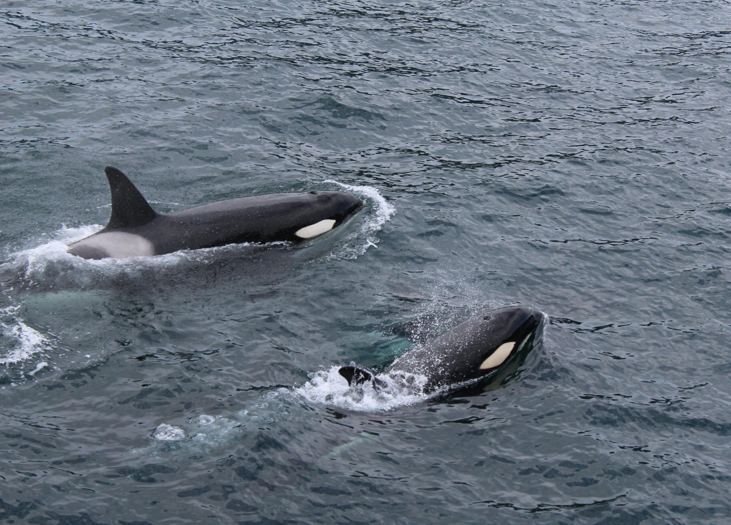 Ballenas sorprenden a turistas frente a playas de Acapulco